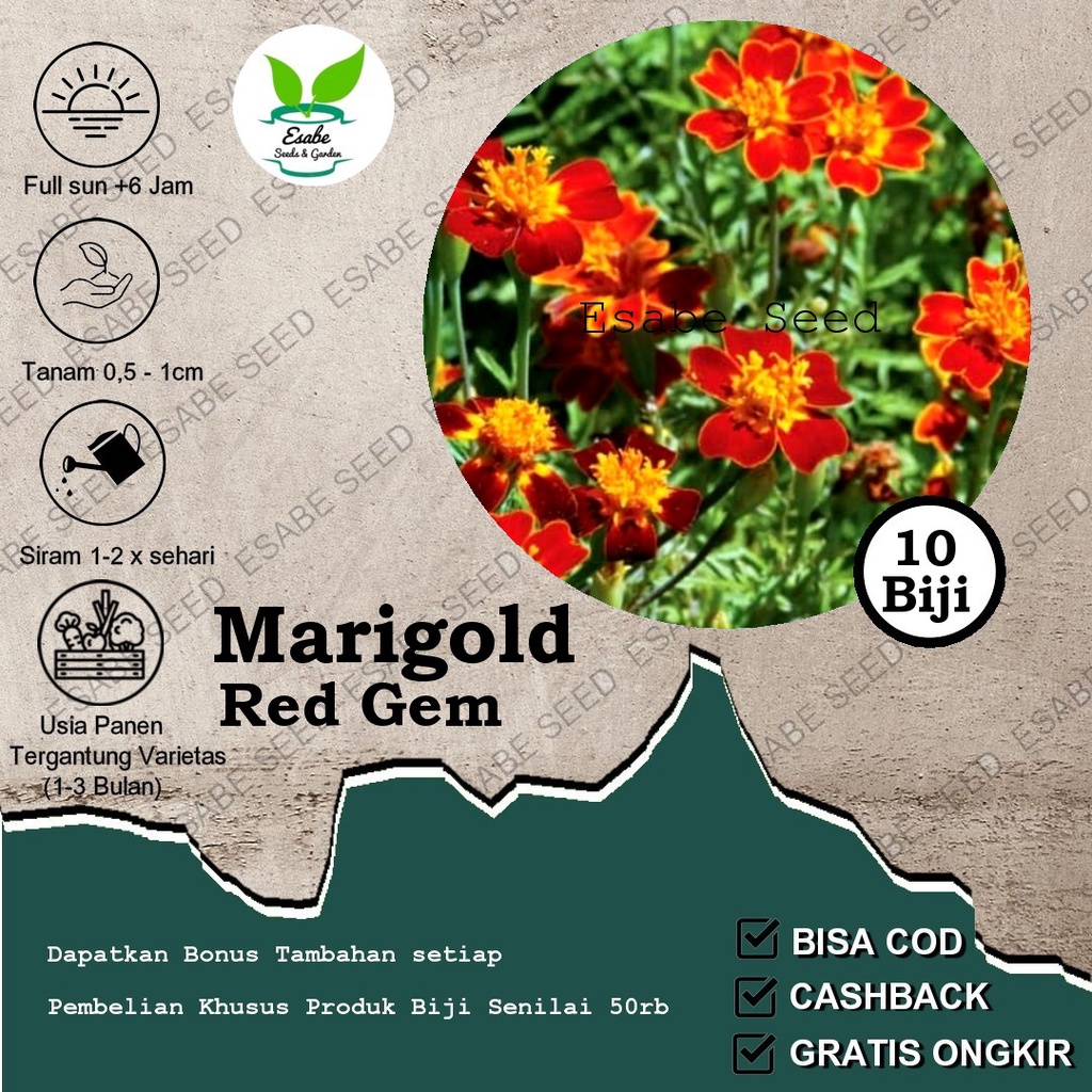Benih Biji Bunga Marigold Red Gem