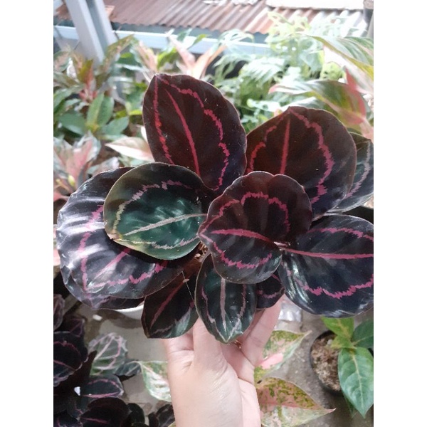 calatea black