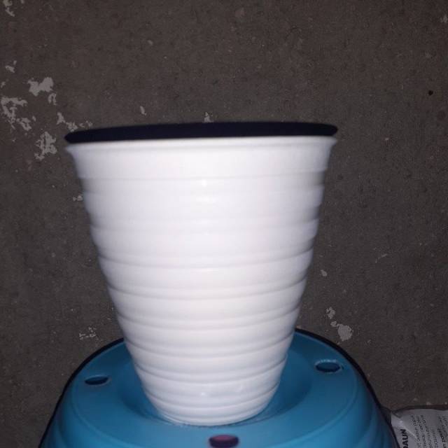 Pot bunga tawon pirus 10 putih