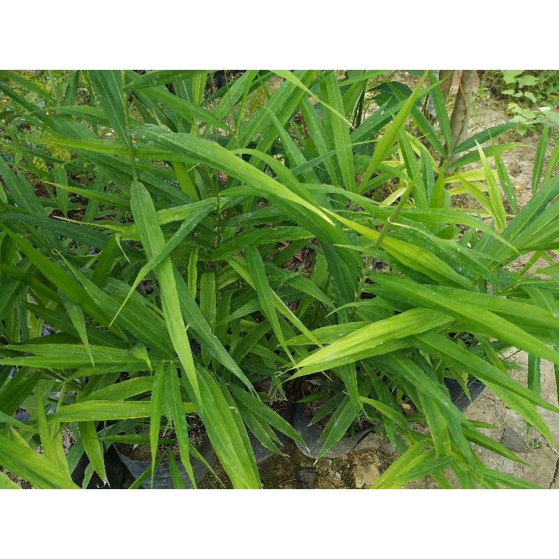 Bibit Jahe Merah Herbal