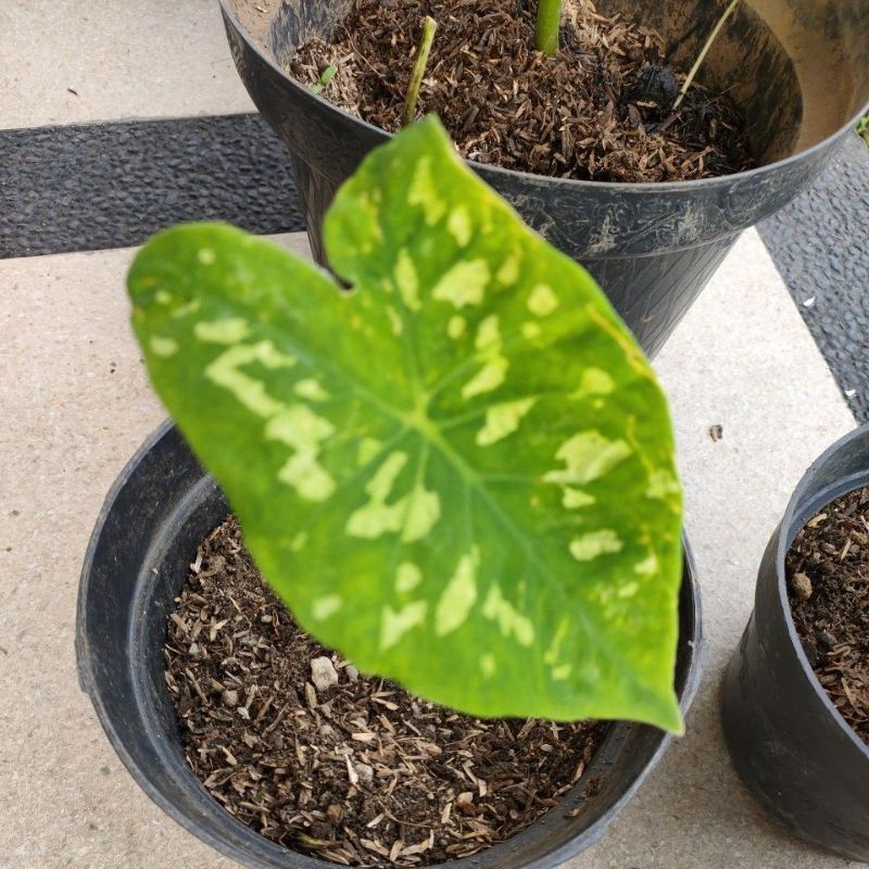 caladium / keladi army
