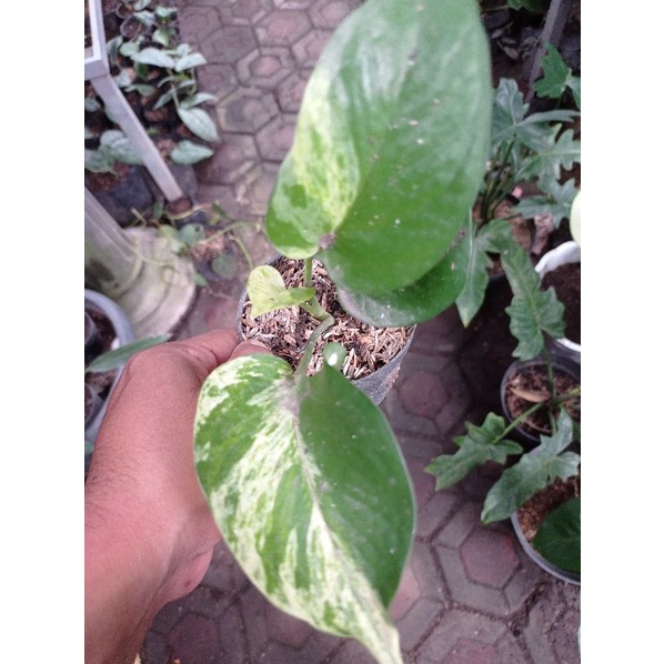 Sirih Gading Marble