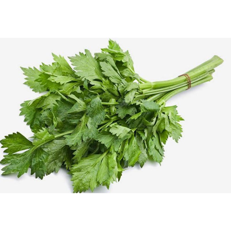 DAUN SELEDRI - 1 Ikat