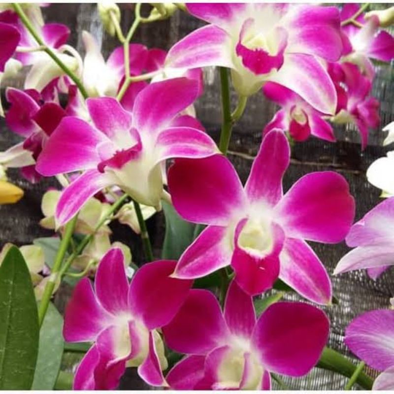 Anggrek Dendrobium Ersakul Sonia