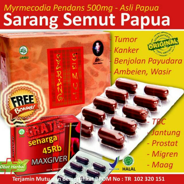 obat prostat (sarang semut)