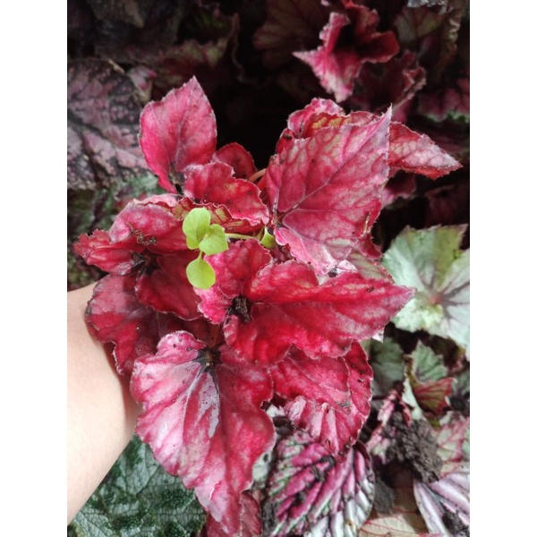 Red chili Remaja