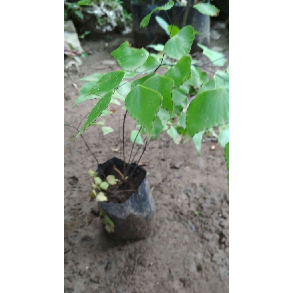 Bibit Bunga Suplir