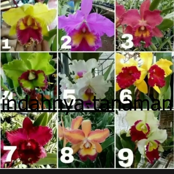 NEW Paket 9 Anggrek Dendrobium bibit