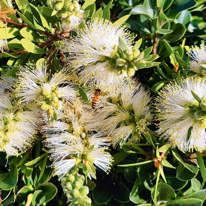 bibit bunga sikat botol putih|whitebottlebrush