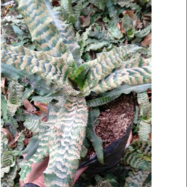 triptantus hijau