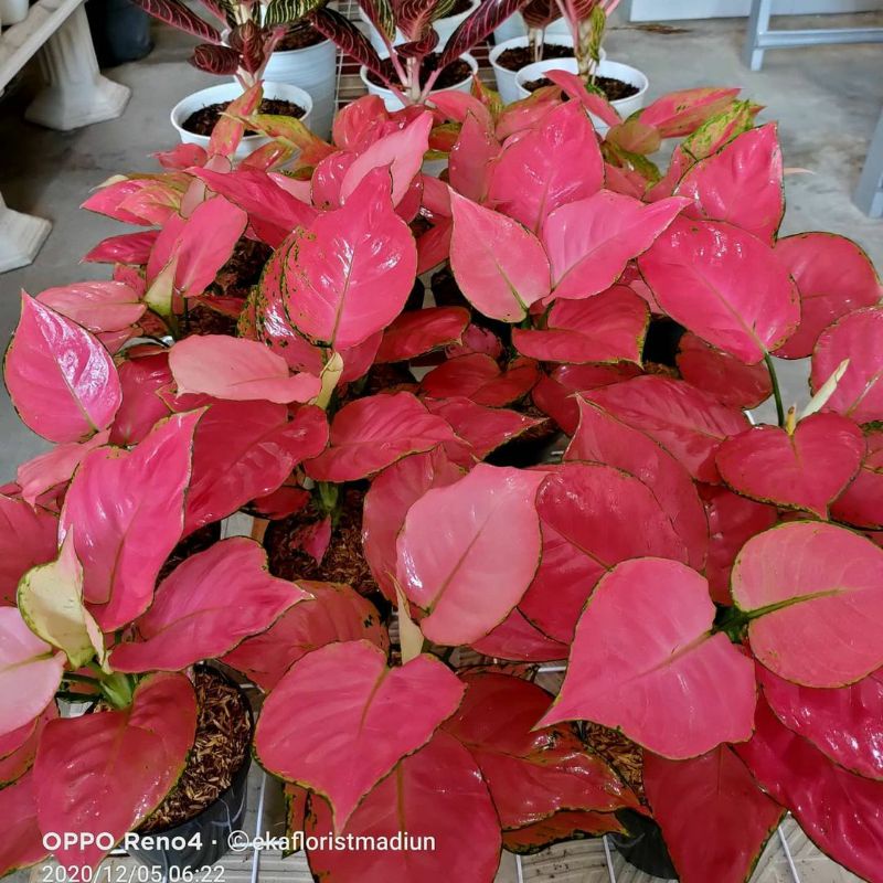aglonema pink katriana