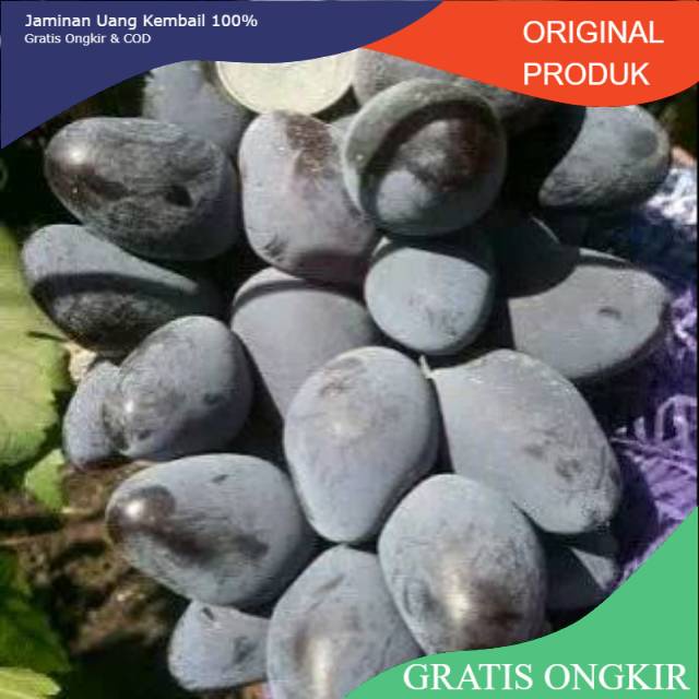 BIBIT ANGGUR IMPORT CABALLERO