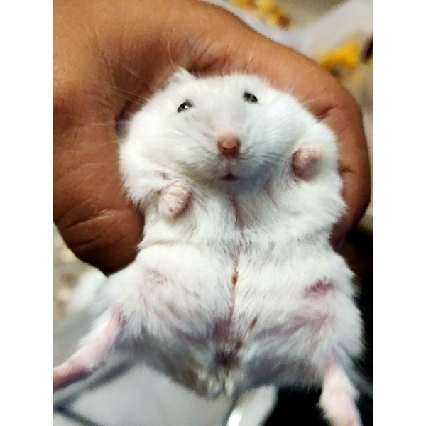 Winter Pearl Hamster