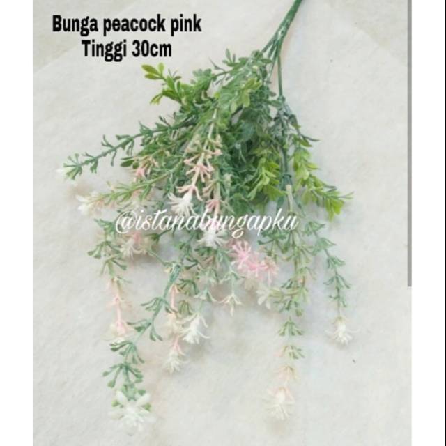 Bunga Peacock pink