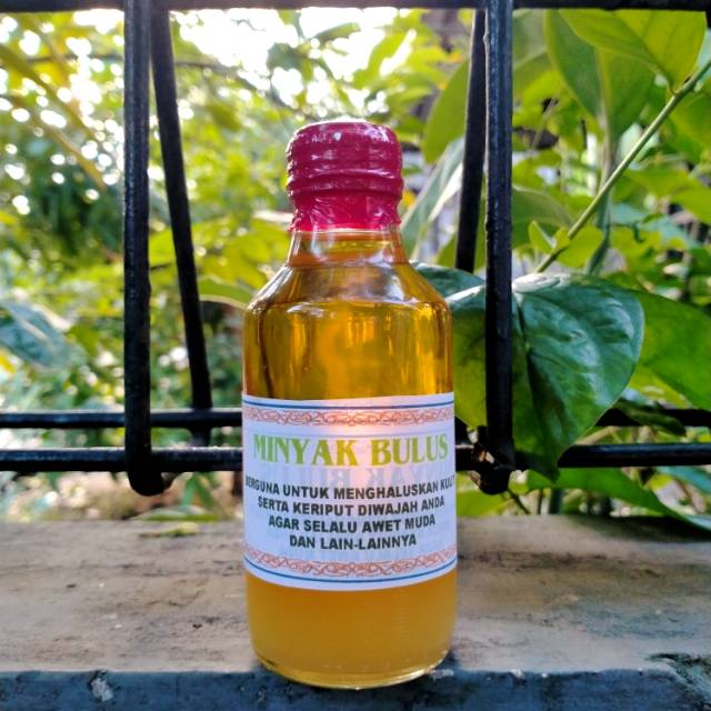 Minyak bulus super quality originall