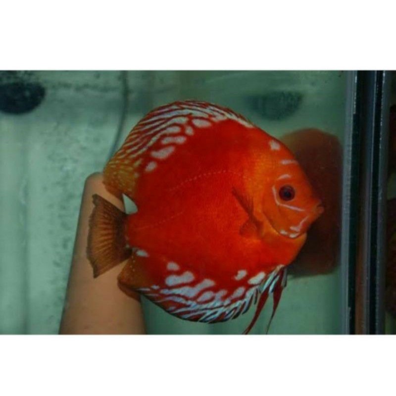 ikan discus red malboro