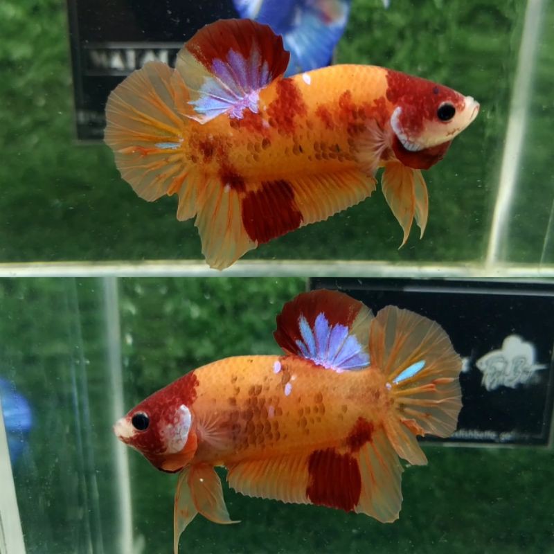 MALE NEMO GALAXY