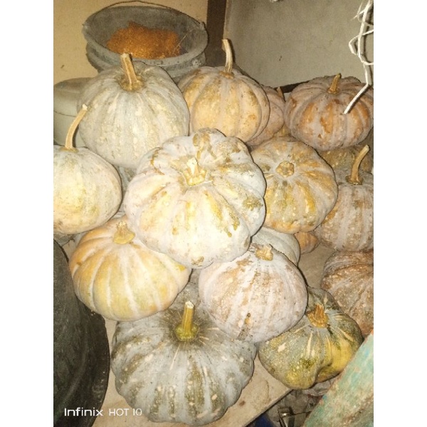 BUAH LABU PARANG KUNING