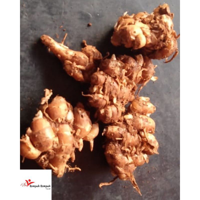 KENCUR KUDUS ( 1000 GRAM )