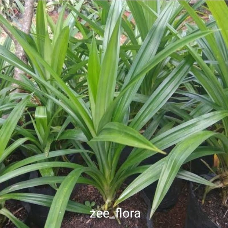 pohon pandan wangi