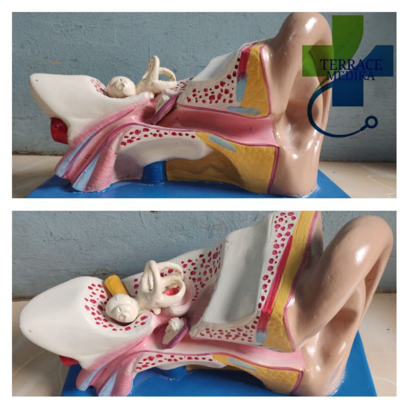 Phantom manikin model telinga / torso telinga