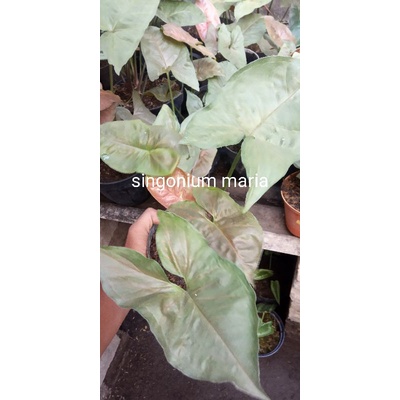 singonium maria