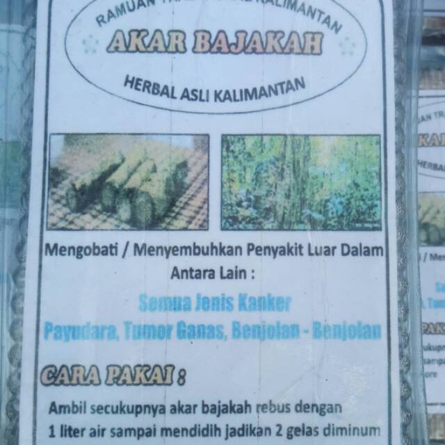Akar bajaka