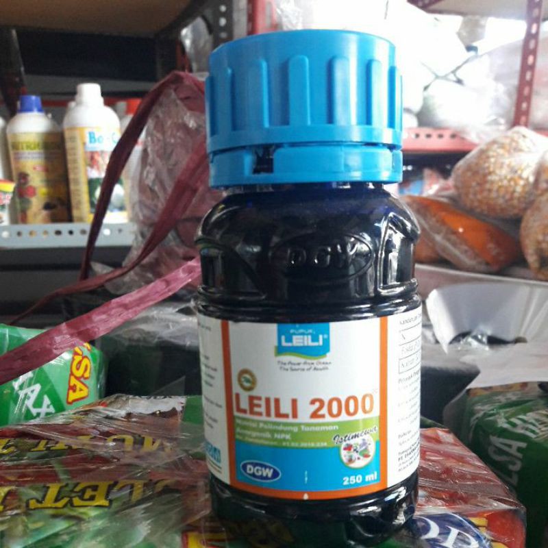 LEILI 2000
