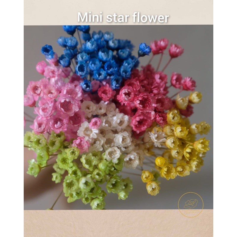 Preserved Mini Star Flower