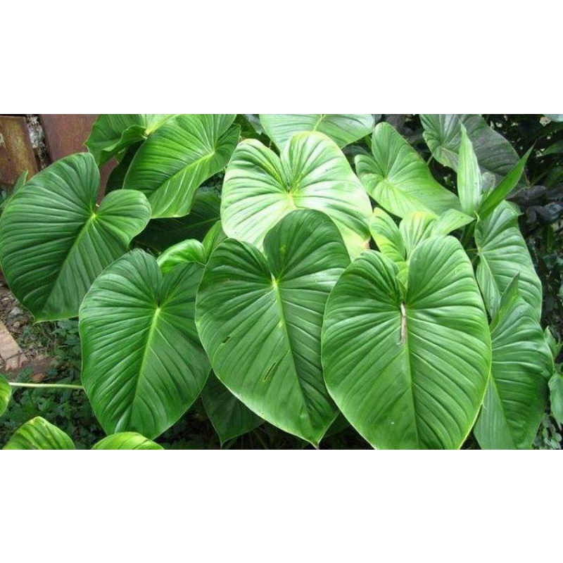 tanaman hias hamalomena - homalomena
