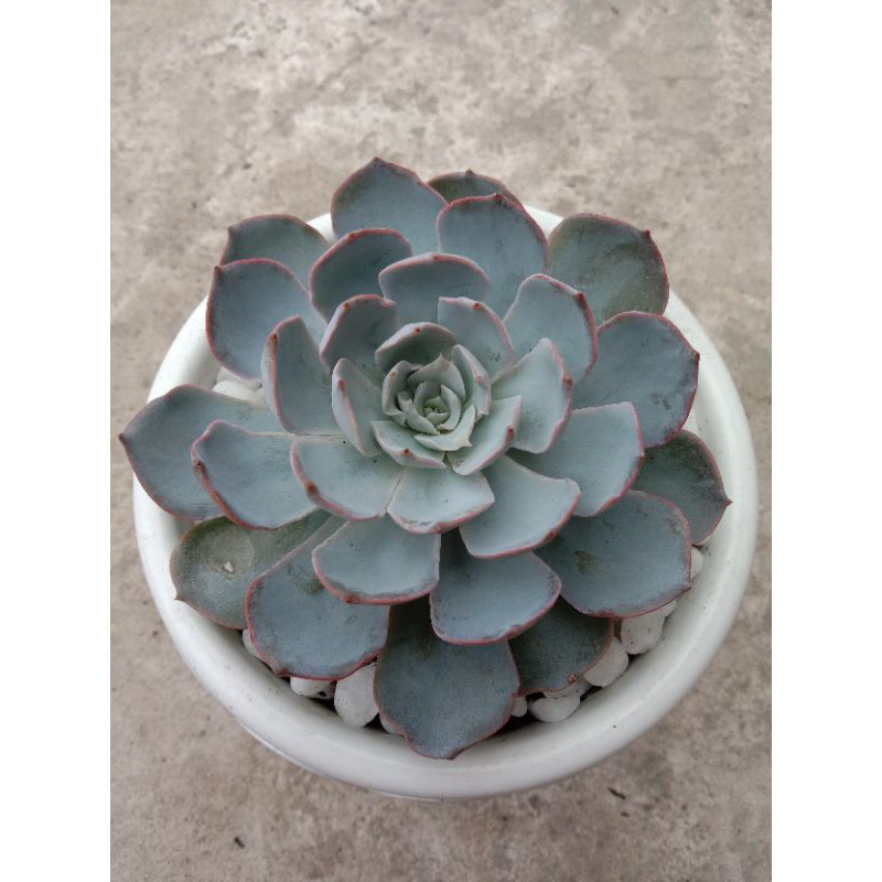 Echeveria Subsellis