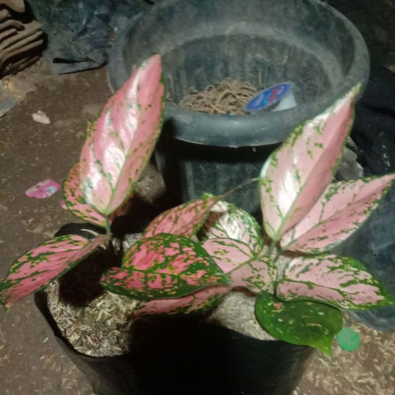 aglonema