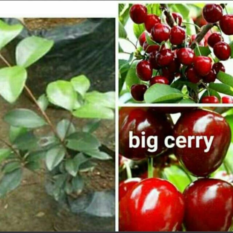 Bibit buah Big Cherry