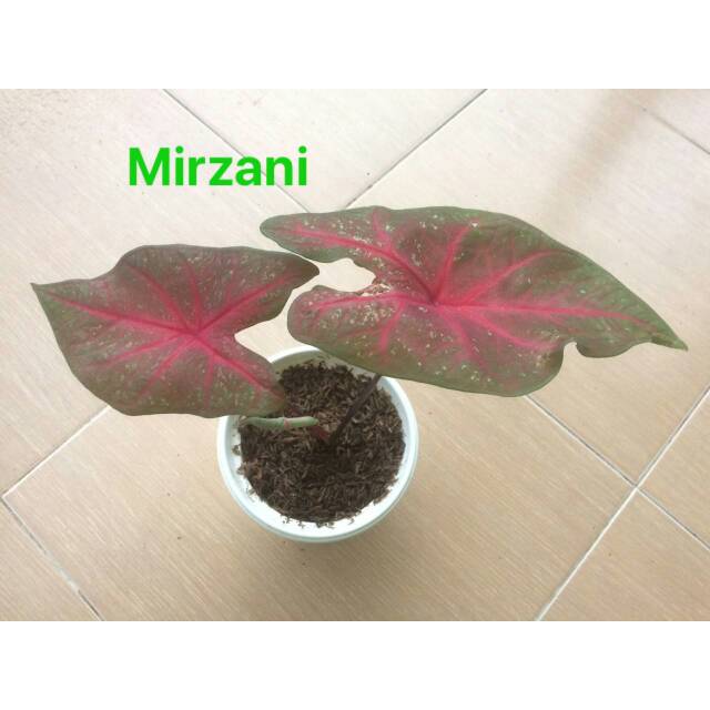 Keladi Mirzani Menor