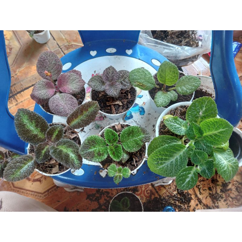 paket episcia import 6ID
