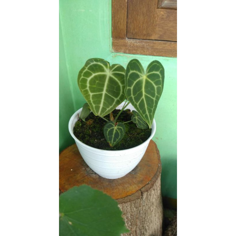 kuping gajah tarantula