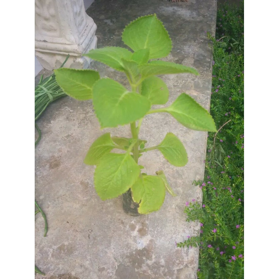 Paket 10 bibit jinten