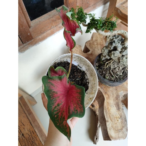 caladium red peacok dewasa