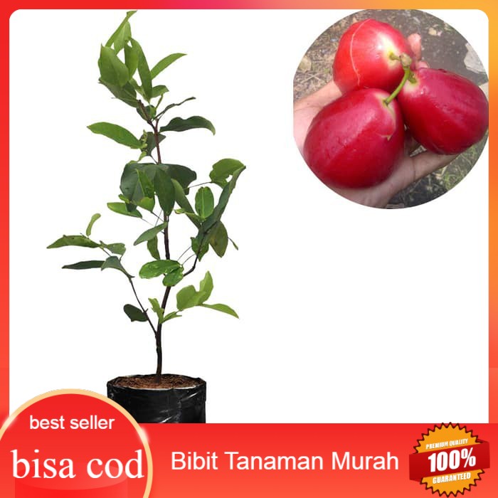 Bibit Jambu Air Red Taiwan