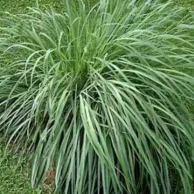 Bibit daun serai