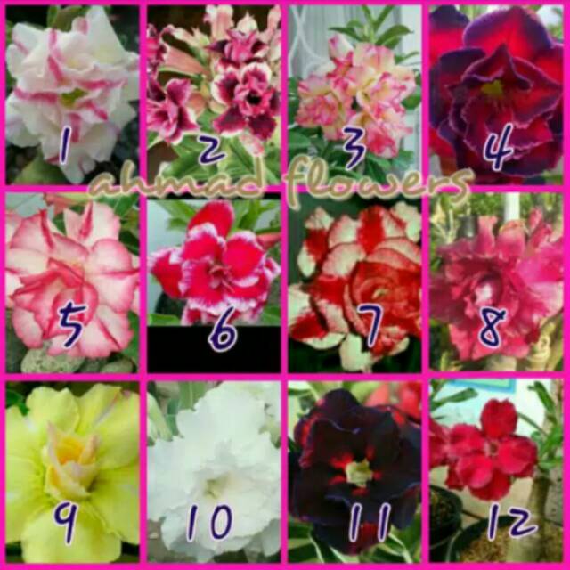 Paket 3 batang bibit bunga kamboja