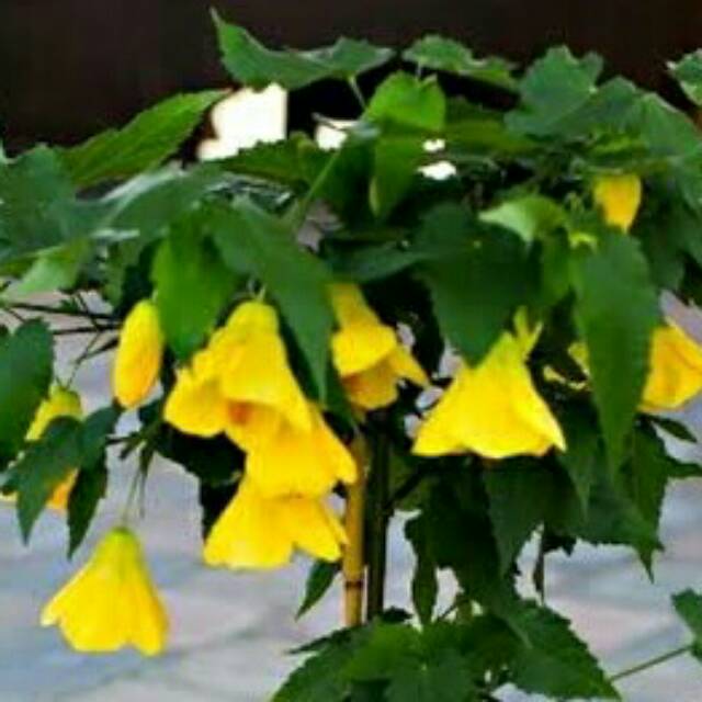 Pohon Bunga Abotilon ( Flowering Maple) Kuning