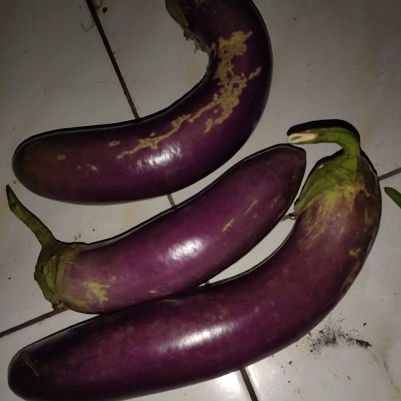 terong ungu