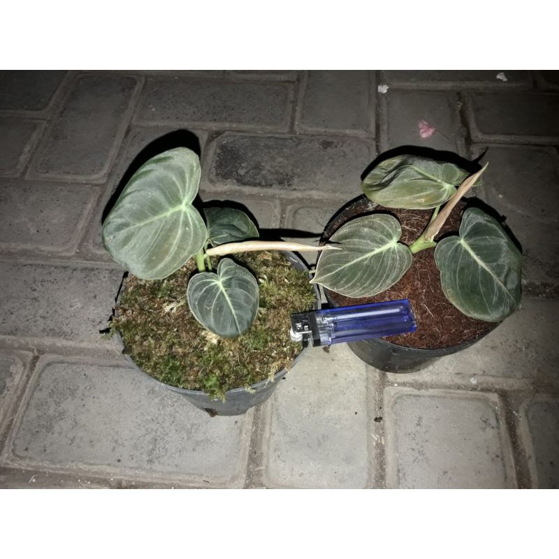 philodendron melanochrysum