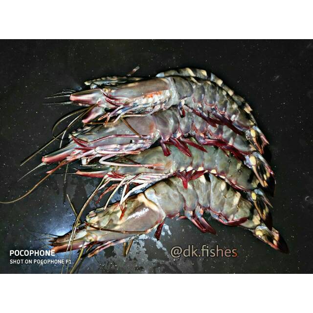 Udang Tiger / Pack 1kg