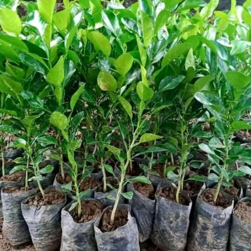 3 bibit jeruk purut