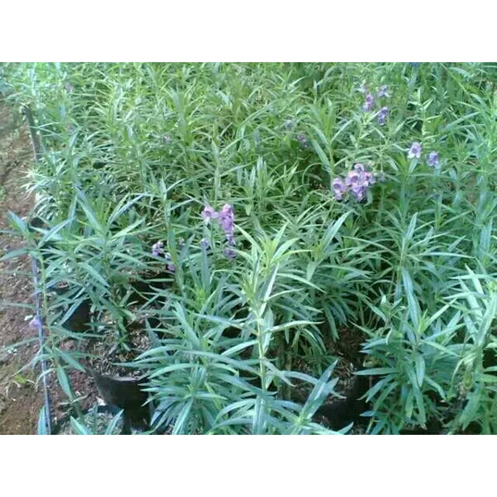 tanaman hias bunga lavender