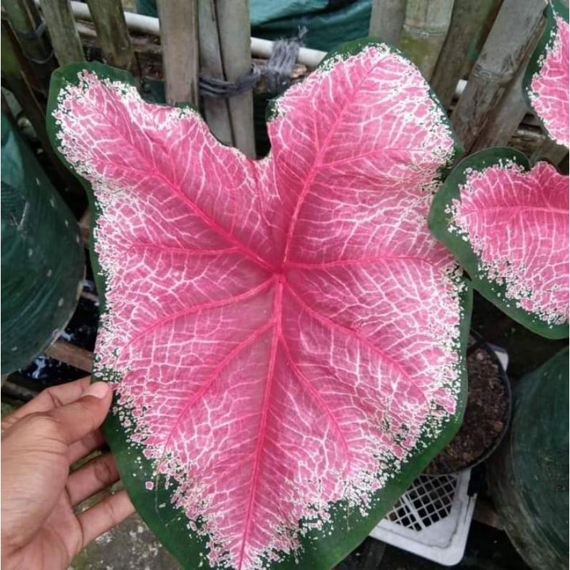 Caladium joker
