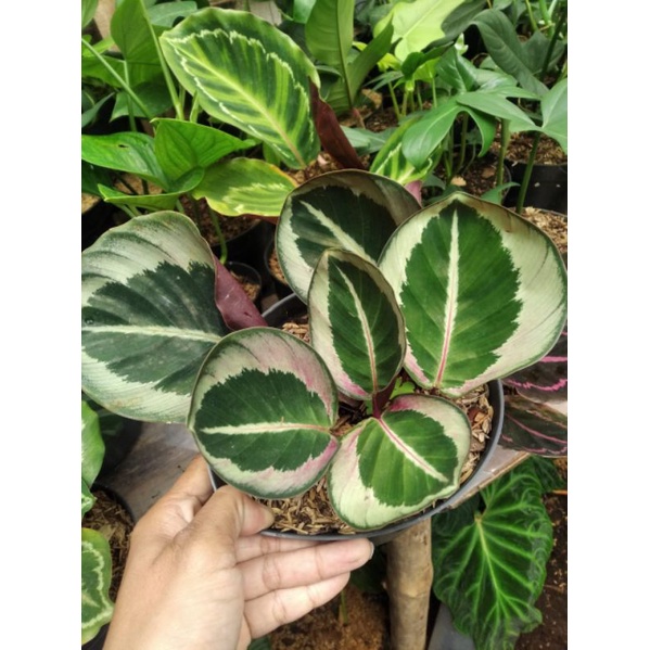 calathea green jessi