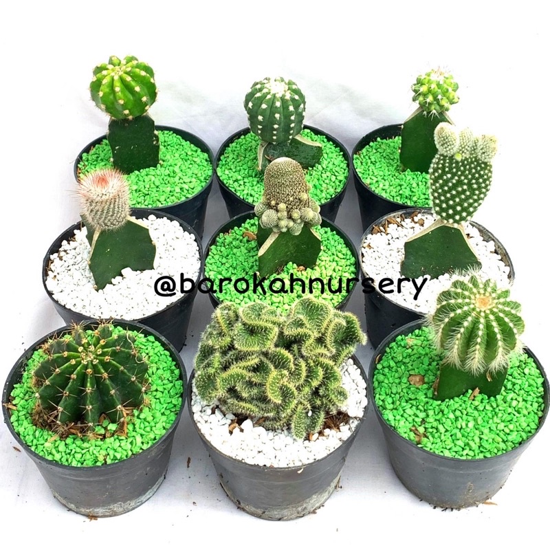paket cactus medium bulat